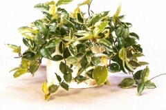 Sedgefield-Interior-Landscapes_Plant-High-Light-23