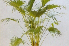 Sedgefield-Interior-Landscapes_Plant-High-Light-24