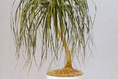 Sedgefield-Interior-Landscapes_Plant-High-Light-25