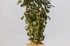 Sedgefield-Interior-Landscapes_Plant-High-Light-26