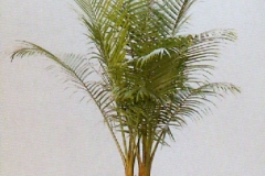 Sedgefield-Interior-Landscapes_Plant-High-Light-27