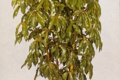 Sedgefield-Interior-Landscapes_Plant-High-Light-28