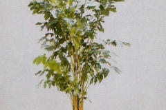 Sedgefield-Interior-Landscapes_Plant-High-Light-3