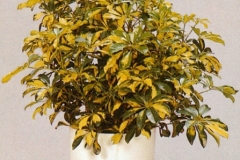 Sedgefield-Interior-Landscapes_Plant-High-Light-30