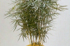 Sedgefield-Interior-Landscapes_Plant-High-Light-31