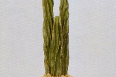 Sedgefield-Interior-Landscapes_Plant-High-Light-4