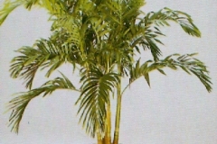 Sedgefield-Interior-Landscapes_Plant-High-Light-5