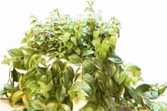 Sedgefield-Interior-Landscapes_Plant-High-Light-6