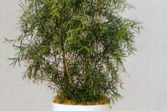 Sedgefield-Interior-Landscapes_Plant-High-Light-7