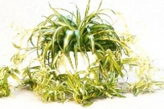 Sedgefield-Interior-Landscapes_Plant-High-Light-8