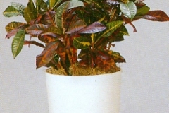 Sedgefield-Interior-Landscapes_Plant-High-Light-9
