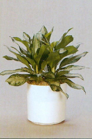 Sedgefield-Interior-Landscapes_Plant-Low-Light-1