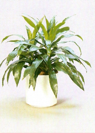 Sedgefield-Interior-Landscapes_Plant-Low-Light-10