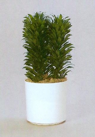 Sedgefield-Interior-Landscapes_Plant-Low-Light-11