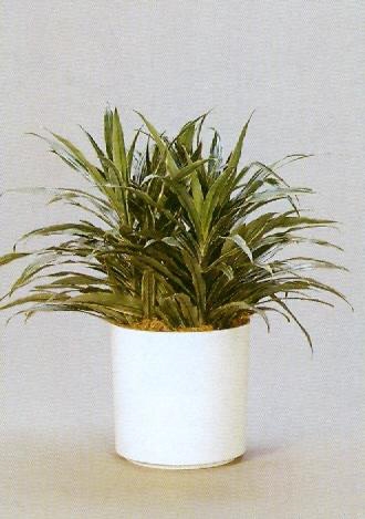 Sedgefield-Interior-Landscapes_Plant-Low-Light-12