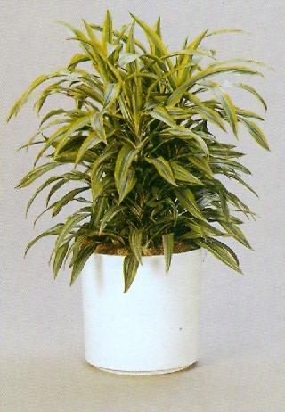 Sedgefield-Interior-Landscapes_Plant-Low-Light-13