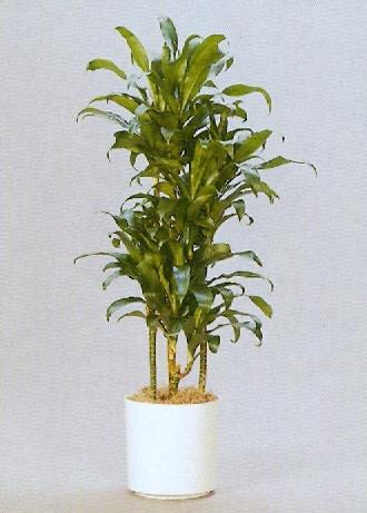 Sedgefield-Interior-Landscapes_Plant-Low-Light-14