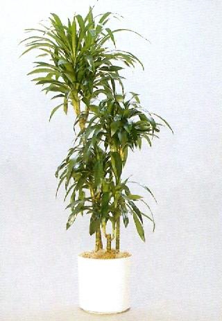 Sedgefield-Interior-Landscapes_Plant-Low-Light-15