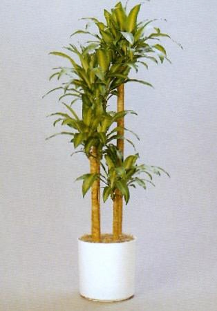 Sedgefield-Interior-Landscapes_Plant-Low-Light-17