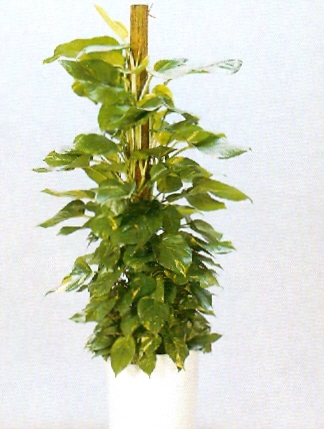 Sedgefield-Interior-Landscapes_Plant-Low-Light-18