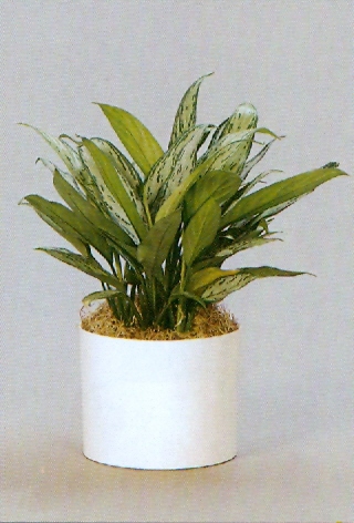 Sedgefield-Interior-Landscapes_Plant-Low-Light-2