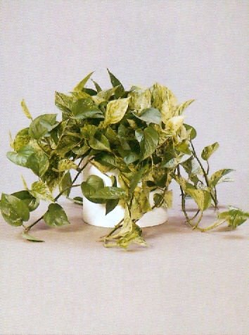 Sedgefield-Interior-Landscapes_Plant-Low-Light-20