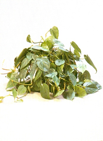 Sedgefield-Interior-Landscapes_Plant-Low-Light-21