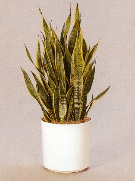 Sedgefield-Interior-Landscapes_Plant-Low-Light-22