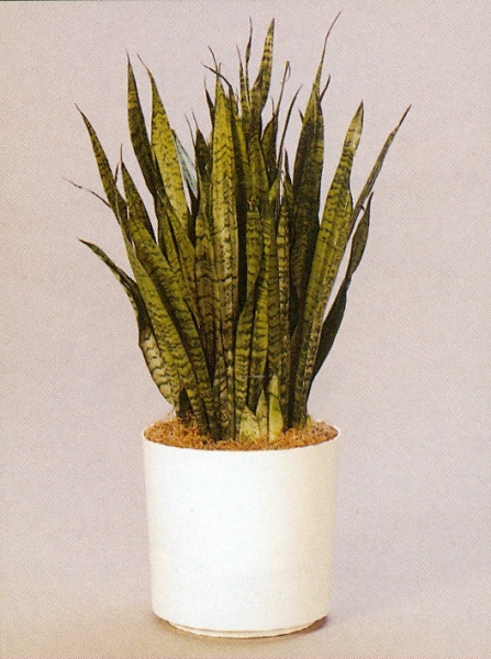 Sedgefield-Interior-Landscapes_Plant-Low-Light-23