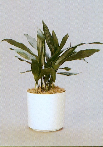 Sedgefield-Interior-Landscapes_Plant-Low-Light-3