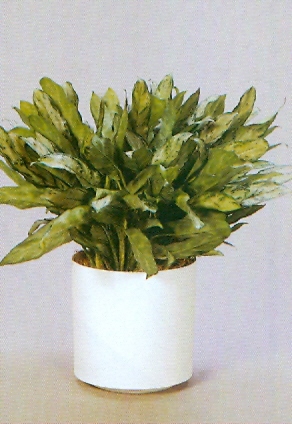 Sedgefield-Interior-Landscapes_Plant-Low-Light-4
