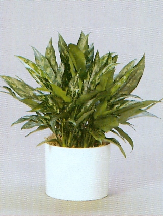 Sedgefield-Interior-Landscapes_Plant-Low-Light-5