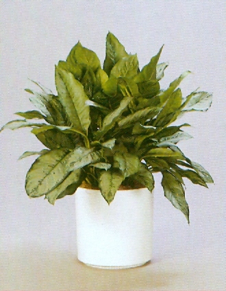 Sedgefield-Interior-Landscapes_Plant-Low-Light-6