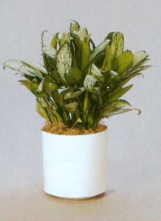 Sedgefield-Interior-Landscapes_Plant-Low-Light-7