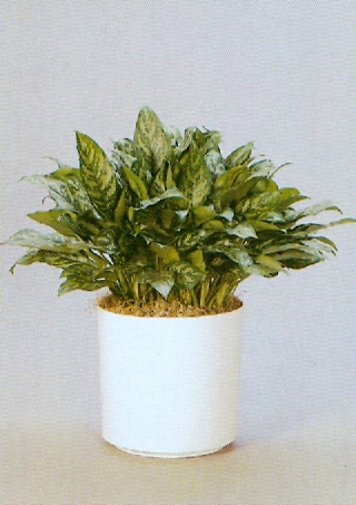 Sedgefield-Interior-Landscapes_Plant-Low-Light-8