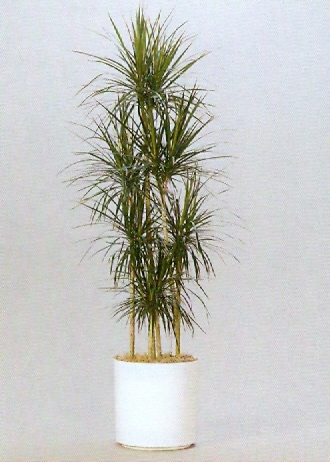 Sedgefield-Interior-Landscapes_Plant-Low-Light-9