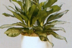 Sedgefield-Interior-Landscapes_Plant-Low-Light-1
