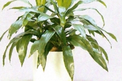 Sedgefield-Interior-Landscapes_Plant-Low-Light-10