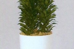 Sedgefield-Interior-Landscapes_Plant-Low-Light-11