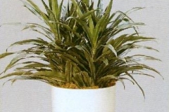 Sedgefield-Interior-Landscapes_Plant-Low-Light-12
