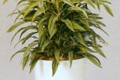 Sedgefield-Interior-Landscapes_Plant-Low-Light-13