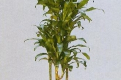 Sedgefield-Interior-Landscapes_Plant-Low-Light-14