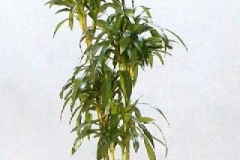 Sedgefield-Interior-Landscapes_Plant-Low-Light-15