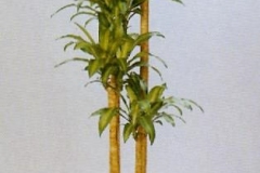 Sedgefield-Interior-Landscapes_Plant-Low-Light-17