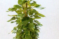Sedgefield-Interior-Landscapes_Plant-Low-Light-18