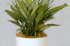 Sedgefield-Interior-Landscapes_Plant-Low-Light-2