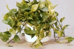 Sedgefield-Interior-Landscapes_Plant-Low-Light-20