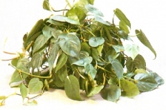 Sedgefield-Interior-Landscapes_Plant-Low-Light-21