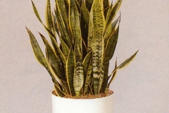 Sedgefield-Interior-Landscapes_Plant-Low-Light-22