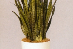 Sedgefield-Interior-Landscapes_Plant-Low-Light-23